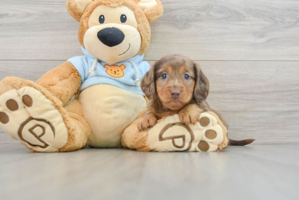 Dachshund Pup Being Cute