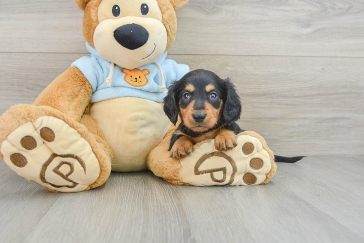 Cute Dachshund Baby