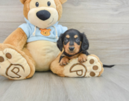 6 week old Dachshund Puppy For Sale - Seaside Pups