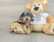 5 week old Dachshund Puppy For Sale - Seaside Pups