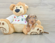 5 week old Dachshund Puppy For Sale - Seaside Pups