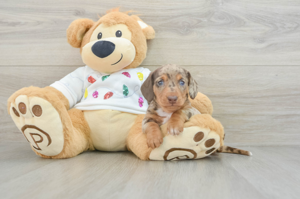 6 week old Dachshund Puppy For Sale - Seaside Pups