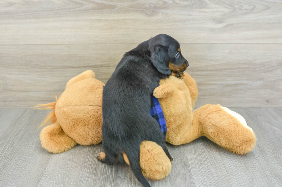 Best Dachshund Baby