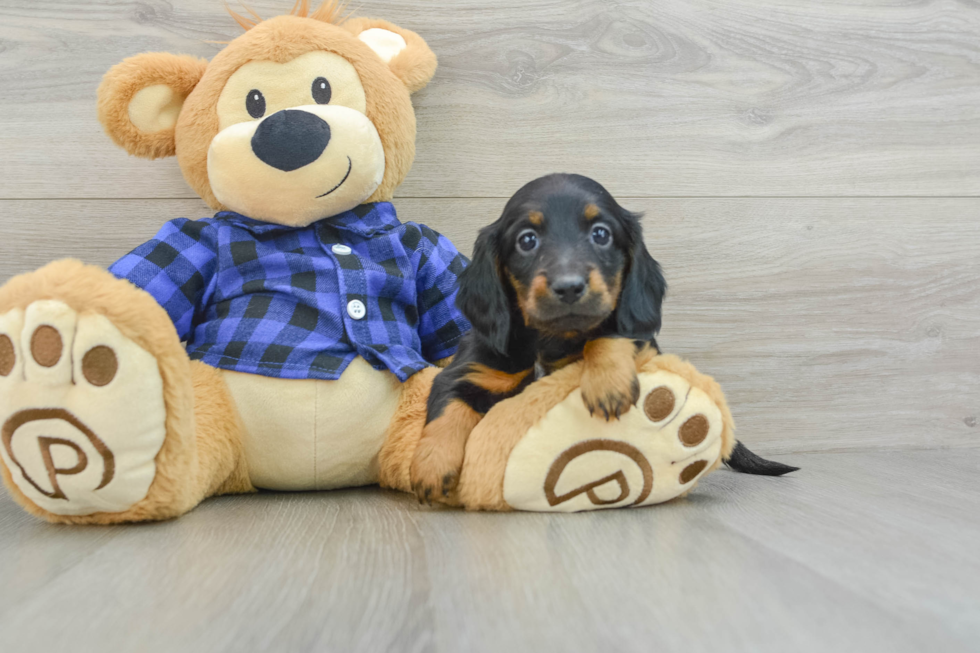 Dachshund Pup Being Cute