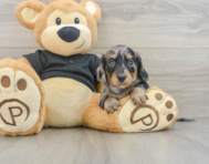 6 week old Dachshund Puppy For Sale - Seaside Pups