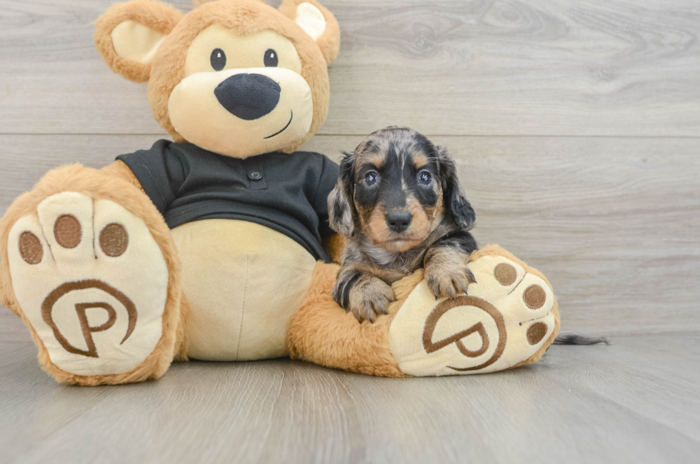 5 week old Dachshund Puppy For Sale - Seaside Pups