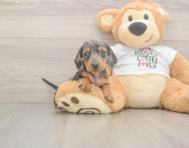 5 week old Dachshund Puppy For Sale - Seaside Pups