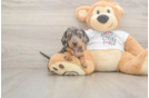 Cute Dachshund Purebred Pup