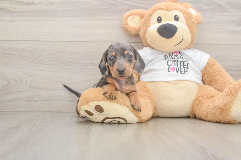 5 week old Dachshund Puppy For Sale - Seaside Pups