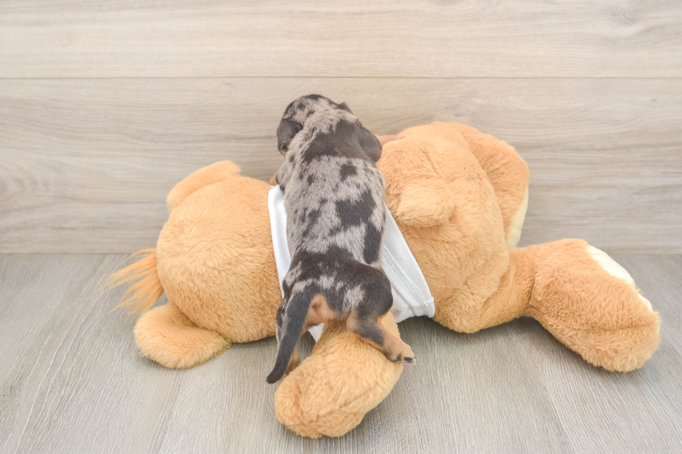 Cute Doxie Purebred Puppy