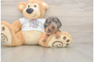 Cute Dachshund Purebred Pup