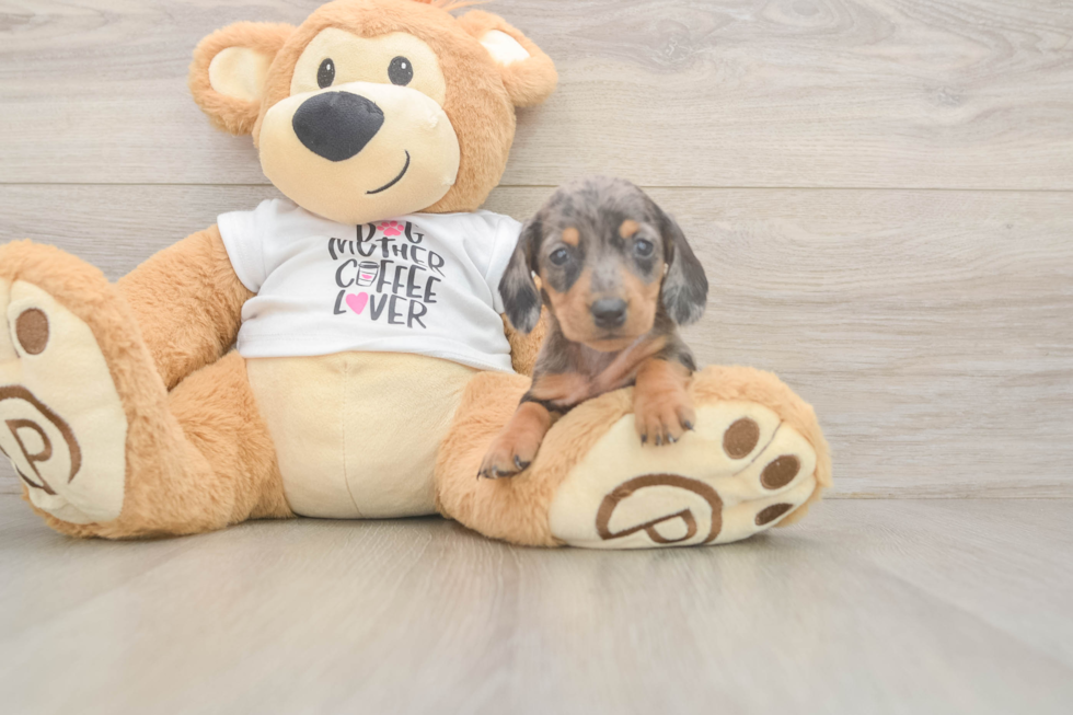 Cute Dachshund Purebred Pup