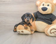 7 week old Dachshund Puppy For Sale - Seaside Pups