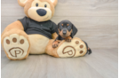 Cute Dachshund Baby