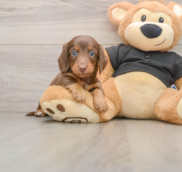 5 week old Dachshund Puppy For Sale - Seaside Pups