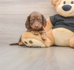 5 week old Dachshund Puppy For Sale - Seaside Pups