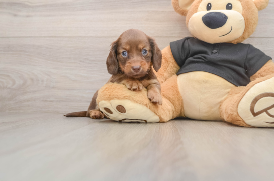 Cute Dachshund Purebred Pup