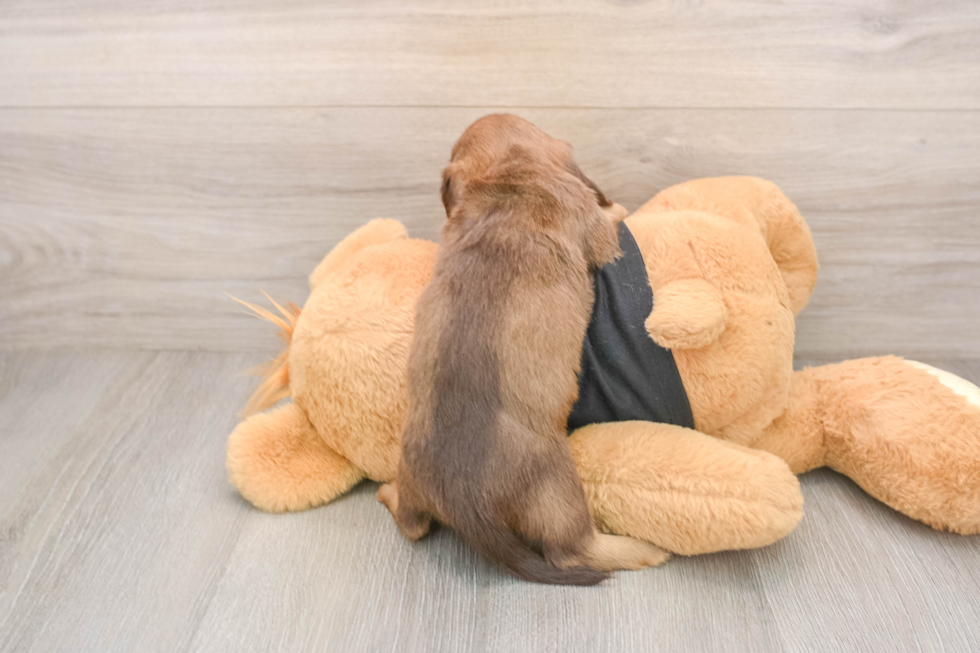 Cute Doxie Purebred Puppy