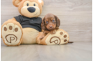 Cute Dachshund Baby