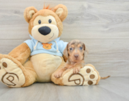 5 week old Dachshund Puppy For Sale - Seaside Pups