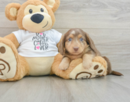 5 week old Dachshund Puppy For Sale - Seaside Pups