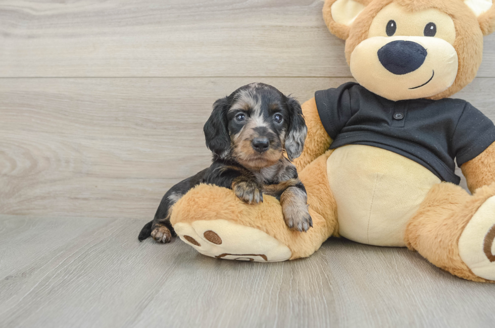 5 week old Dachshund Puppy For Sale - Seaside Pups