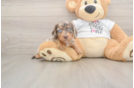 Cute Dachshund Baby