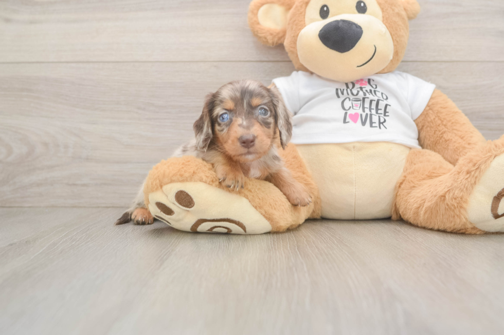 Cute Dachshund Baby