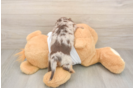 Dachshund Pup Being Cute