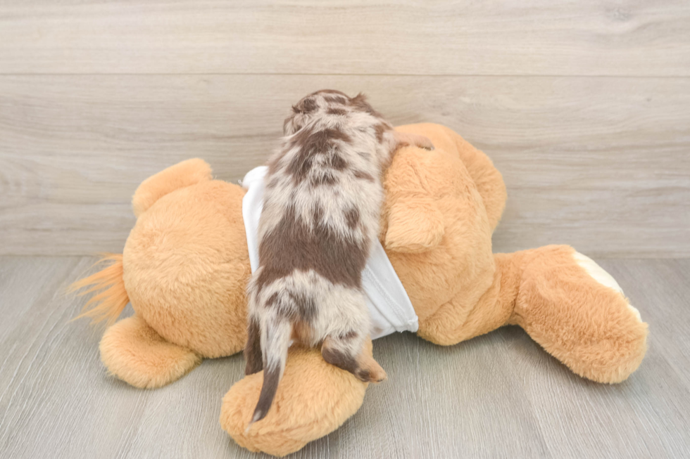 Dachshund Pup Being Cute