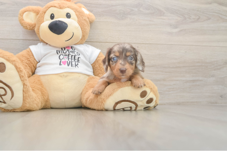Cute Dachshund Purebred Pup