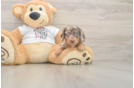 Cute Dachshund Purebred Pup