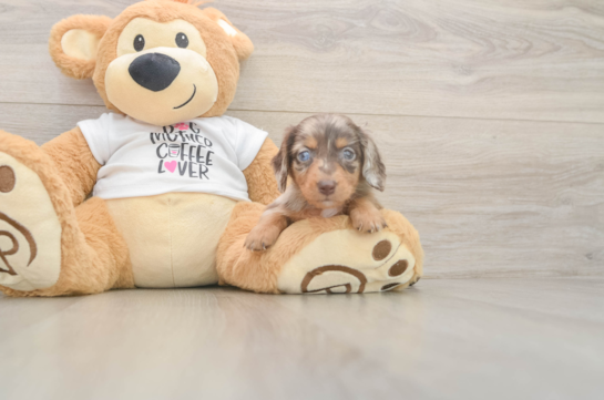 Cute Dachshund Purebred Pup