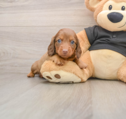 5 week old Dachshund Puppy For Sale - Seaside Pups