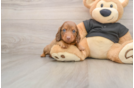 Dachshund Pup Being Cute
