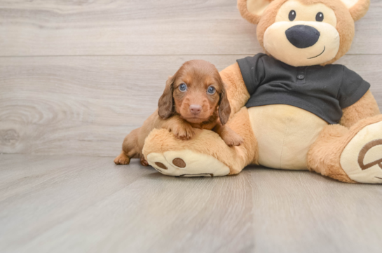Dachshund Pup Being Cute