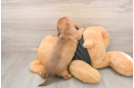 Dachshund Pup Being Cute