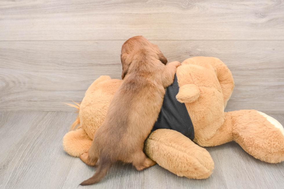 Dachshund Pup Being Cute