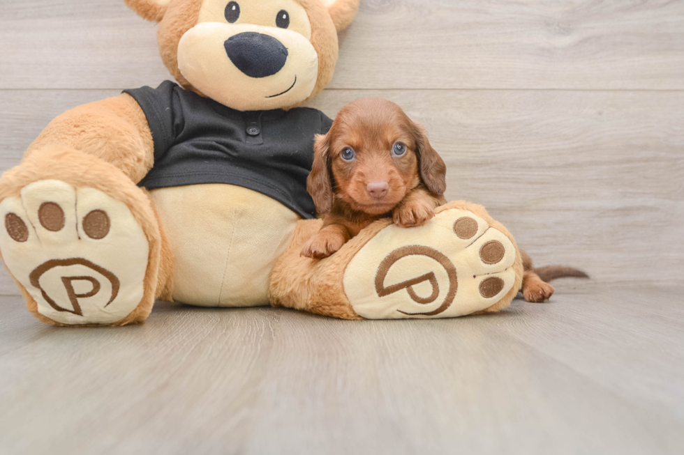 Cute Dachshund Baby