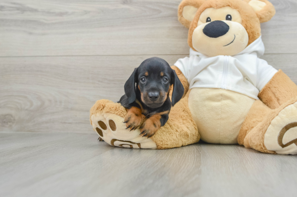 5 week old Dachshund Puppy For Sale - Seaside Pups