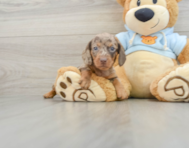 6 week old Dachshund Puppy For Sale - Seaside Pups