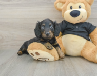 5 week old Dachshund Puppy For Sale - Seaside Pups