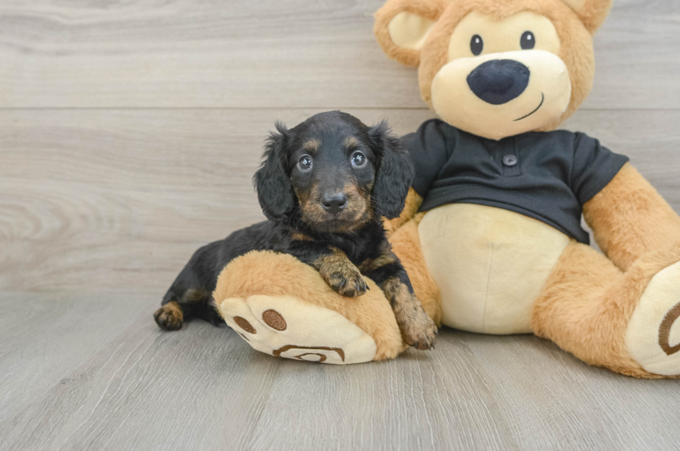 5 week old Dachshund Puppy For Sale - Seaside Pups