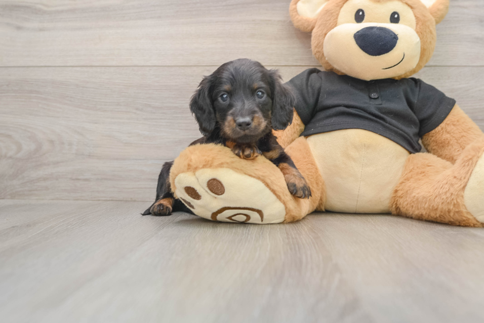 Cute Dachshund Baby