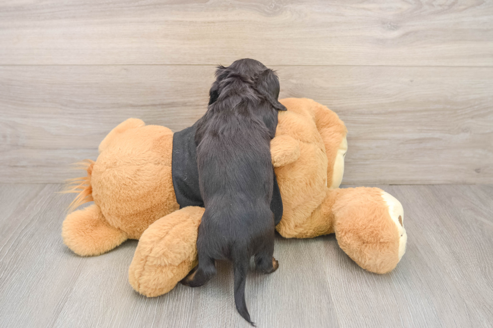Cute Dachshund Purebred Pup