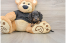 Best Dachshund Baby