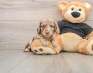 5 week old Dachshund Puppy For Sale - Seaside Pups