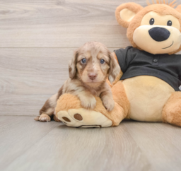 5 week old Dachshund Puppy For Sale - Seaside Pups