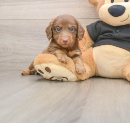 5 week old Dachshund Puppy For Sale - Seaside Pups