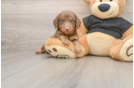 Cute Dachshund Baby